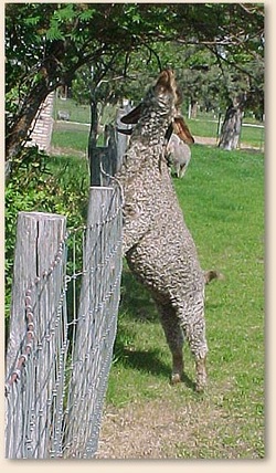 Angora goat standing on fence